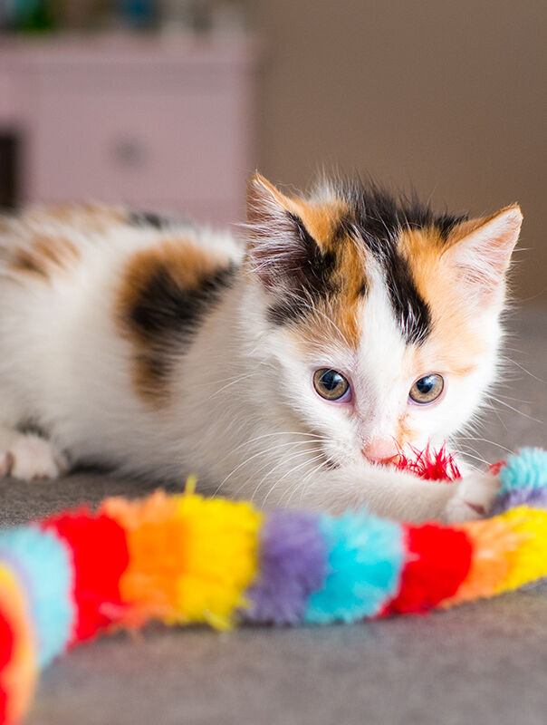 kitten surrounded by cat toys